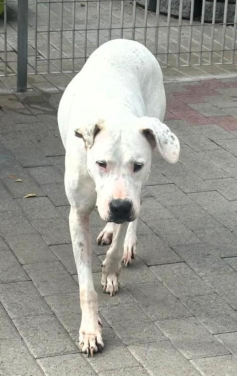 LOLA DOGO ARGENTINO Foto 4